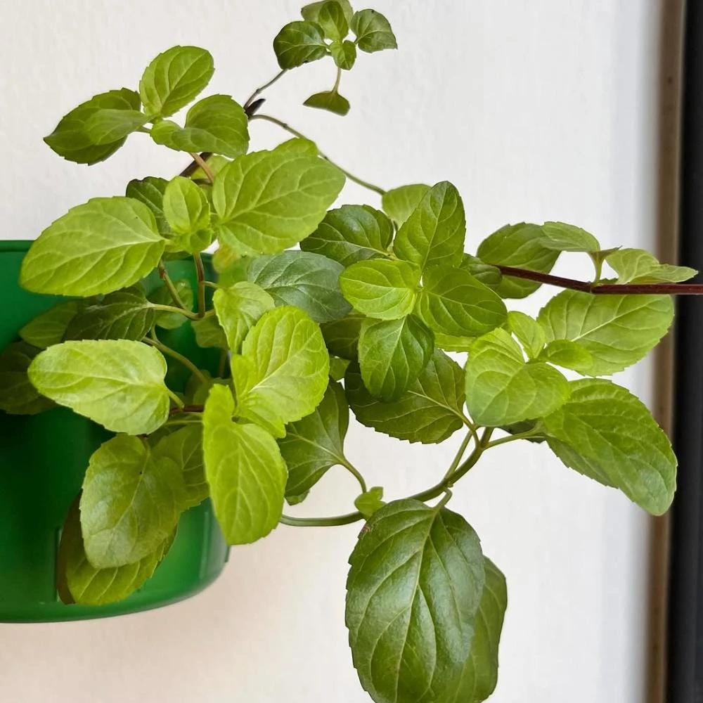 Orange Mint Live Plant - 3.5 Inch Pot, 5 Inches Tall Herb for Indoor/Outdoor - Image 4