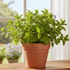 Orange Mint Live Plant - 3.5 Inch Pot, 5 Inches Tall Herb for Indoor/Outdoor - Image 1