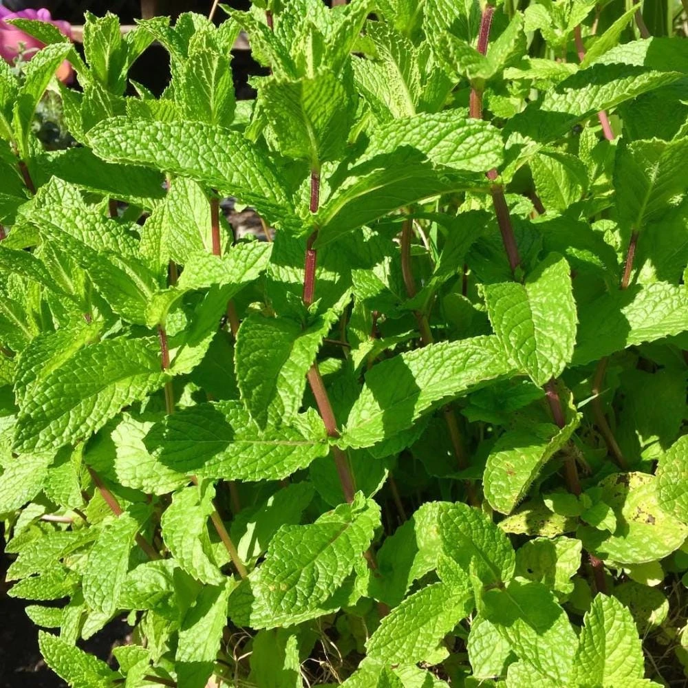Orange Mint Live Plant - 3.5 Inch Pot, 5 Inches Tall Herb for Indoor/Outdoor - Image 5