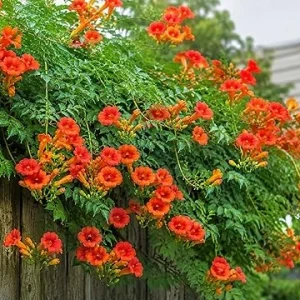 Orange Trumpet Vine Live Plant – 3 inch Pot – Outdoor Flowering Vine - Image 2