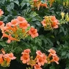 Orange Trumpet Vine Live Plant – 3 inch Pot – Outdoor Flowering Vine - Image 1