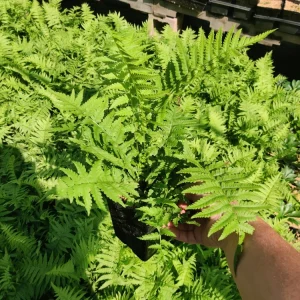 Ostrich Fern Live Plant Matteuccia struthiopteris 5.25" Pot Well Rooted Perennial Outdoor - Image 2