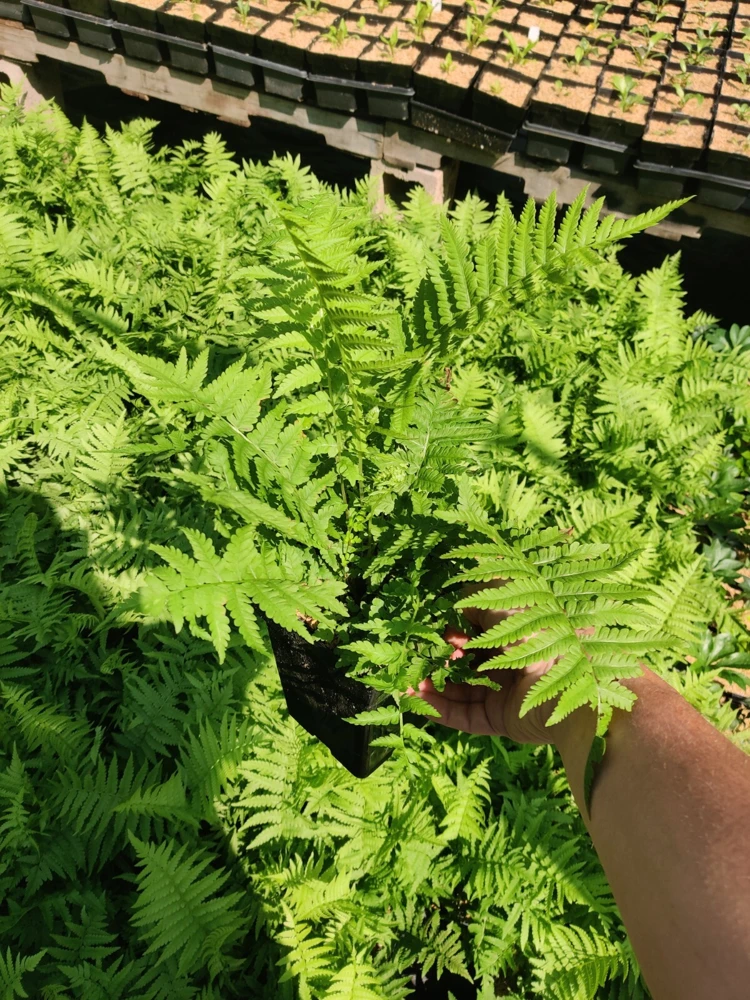Ostrich Fern Live Plant Matteuccia struthiopteris 5.25" Pot Well Rooted Perennial Outdoor - Image 2