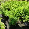 Ostrich Fern Live Plant Matteuccia struthiopteris 5.25" Pot Well Rooted Perennial Outdoor - Image 1