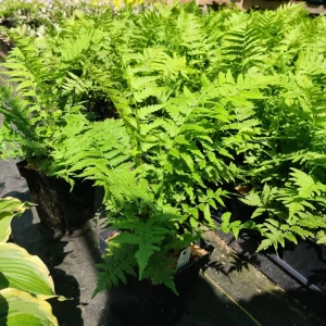 Ostrich Fern Live Plant Matteuccia struthiopteris 5.25" Pot Well Rooted Perennial Outdoor - Image 1