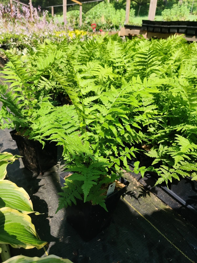 Ostrich Fern Live Plant Matteuccia struthiopteris 5.25" Pot Well Rooted Perennial Outdoor - Image 1