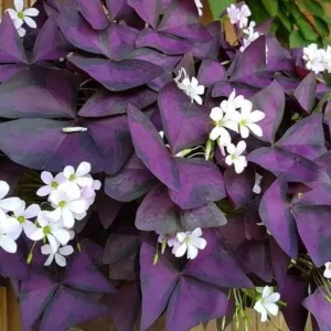 Oxalis Ebony Live Plant - Dark Purple Foliage, 4in Tall, Potted Houseplant - Image 2