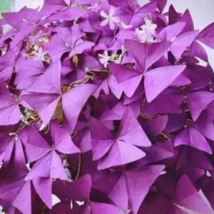 Oxalis Ebony Live Plant - Dark Purple Foliage, 4in Tall, Potted Houseplant - Image 3