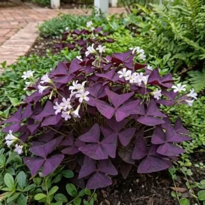 Oxalis Ebony Live Plant - Dark Purple Foliage, 4in Tall, Potted Houseplant - Image 4