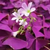 Oxalis Ebony Live Plant - Dark Purple Foliage, 4in Tall, Potted Houseplant - Image 1