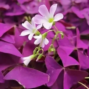 Oxalis Ebony Live Plant - Dark Purple Foliage, 4in Tall, Potted Houseplant - Image 1