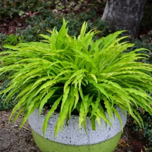 Party Streamers Hosta 5.25" Pot Crazy Leaves Shade Perennial - Image 2