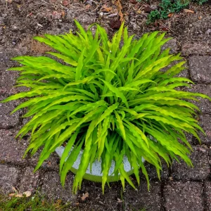 Party Streamers Hosta 5.25" Pot Crazy Leaves Shade Perennial - Image 1