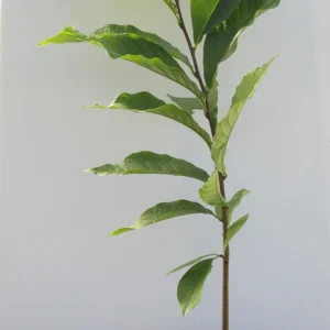 Paw Paw: (Asimina triloba) - 3 - 4 FT Tall - Grown in a Trade 1 Gallon Container - Image 2