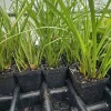 Pawj Qaib Acorus Gramineus Starter Live Plant - Hmong Herb - 2.5" Pot - Image 1