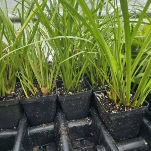 Pawj Qaib Acorus Gramineus Starter Live Plant - Hmong Herb - 2.5" Pot - Image 1