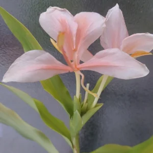 Peach Pink Butterfly Ginger Live Plant – Hedychium Rooted in Pot - Image 2