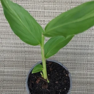 Peach Pink Butterfly Ginger Live Plant – Hedychium Rooted in Pot - Image 3