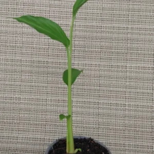 Peach Pink Butterfly Ginger Live Plant – Hedychium Rooted in Pot - Image 4