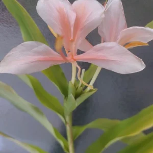 Peach Pink Butterfly Ginger Live Plant – Hedychium Rooted in Pot - Image 1