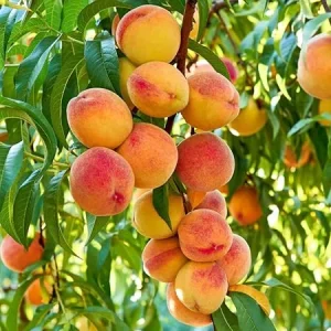 Peach Tree Live Plant - 1 Gal, 18-22 Inches Tall, Outdoor Fruit Tree - Image 1