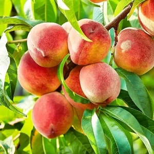 Peach Tree Live Plant - 1 Gal, 18-22 Inches Tall, Outdoor Fruit Tree - Image 2