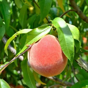 Peach Tree Live Plant - 6-10in Tall - Half Gallon Pot - Outdoor Fruit Tree - Image 2