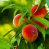 Peach Tree Live Plant - 6-10in Tall - Half Gallon Pot - Outdoor Fruit Tree - Image 1