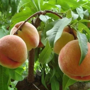 Peach Tree Live Plant – 8-12 Inch Potted Fruit Tree – Outdoor - Image 1