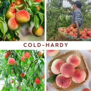 Peach Tree Live Plant – Sweet Fruit Tree, Up to 2 Ft Tall – Outdoor Garden & Patio - Image 3