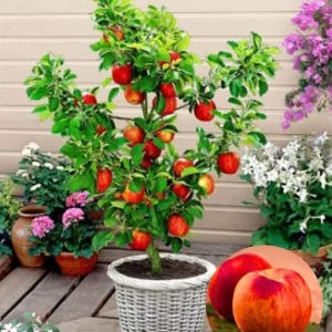 Peach Tree Live Plant – Sweet Fruit Tree, Up to 2 Ft Tall – Outdoor Garden & Patio - Image 4