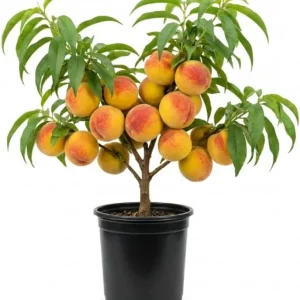 Peach Tree Live Plant – Sweet Fruit Tree, Up to 2 Ft Tall – Outdoor Garden & Patio - Image 6