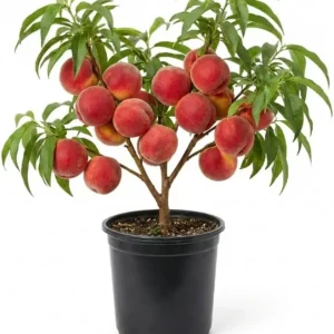 Peach Tree Live Plant – Sweet Fruit Tree, Up to 2 Ft Tall – Outdoor Garden & Patio - Image 1