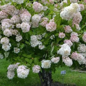 Peegee Hydrangea Live Plant – Grandiflora Flowering Shrub – 15-24