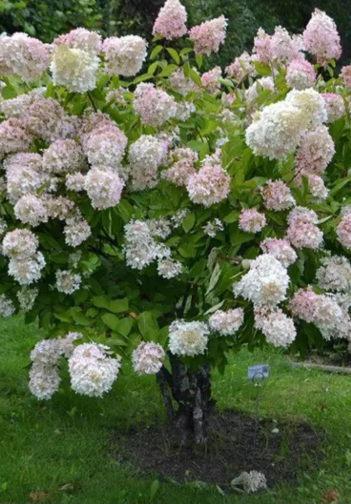 Peegee Hydrangea Live Plant – Grandiflora Flowering Shrub – 15-24" Quart Pot – Outdoor - Image 2