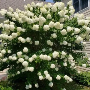 Peegee Hydrangea Live Plant – Grandiflora Flowering Shrub – 15-24