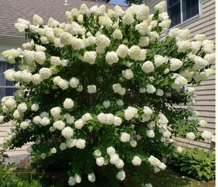 Peegee Hydrangea Live Plant – Grandiflora Flowering Shrub – 15-24" Quart Pot – Outdoor - Image 3