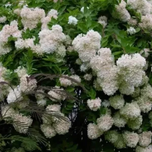 Peegee Hydrangea Live Plant – Grandiflora Flowering Shrub – 15-24