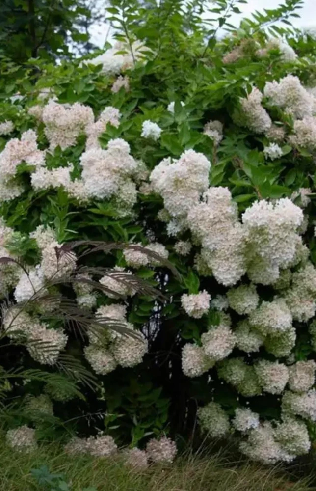 Peegee Hydrangea Live Plant – Grandiflora Flowering Shrub – 15-24" Quart Pot – Outdoor - Image 4