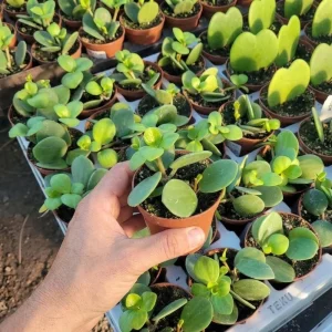Peperomia Live Plant – Vibrant Green Houseplant – 2 Inch Pot – Indoor - Image 2
