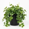 Peperomia Live Plant – Vibrant Green Houseplant – 2 Inch Pot – Indoor - Image 1