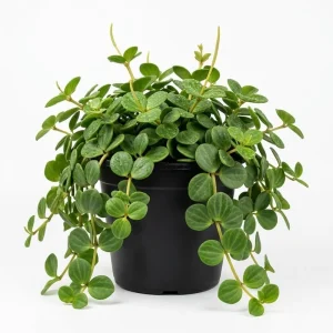 Peperomia Live Plant – Vibrant Green Houseplant – 2 Inch Pot – Indoor - Image 1