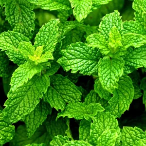 Peppermint Live Plant – Fresh Herb, Cold Hardy, 3.5-inch Pot, Indoor/Outdoor - Image 2