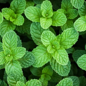 Peppermint Live Plant – Fresh Herb, Cold Hardy, 3.5-inch Pot, Indoor/Outdoor - Image 3