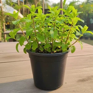Peppermint Live Plant – Fresh Herb, Cold Hardy, 3.5-inch Pot, Indoor/Outdoor - Image 4