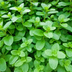 Peppermint Live Plant – Fresh Herb, Cold Hardy, 3.5-inch Pot, Indoor/Outdoor - Image 5