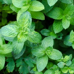 Peppermint Live Plant – Fresh Herb, Cold Hardy, 3.5-inch Pot, Indoor/Outdoor - Image 6