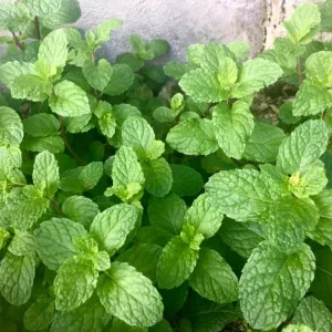 Peppermint Live Plant – Fresh Herb, Cold Hardy, 3.5-inch Pot, Indoor/Outdoor - Image 7