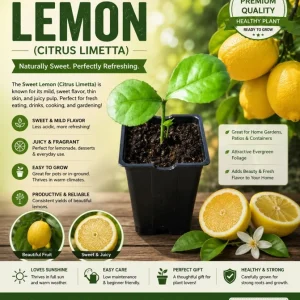 Persian Sweet Lemon (Citrus Limetta) Live Plant – Starter Plug – 1-2 Inches Tall - Image 1