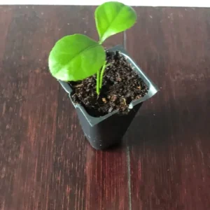 Persian Sweet Lemon (Citrus Limetta) Live Plant – Starter Plug – 1-2 Inches Tall - Image 5